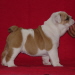 chiots bouledogues anglais